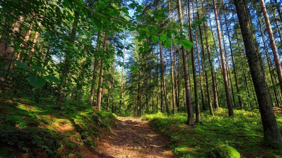 Ein Pfad durch einen grünen Nadelwald bei Tageslicht, umgeben von hohen Bäumen und üppigem Unterholz